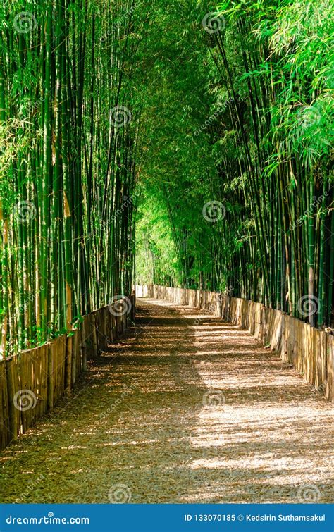 thai bamboo photos|picture of bamboo tree.